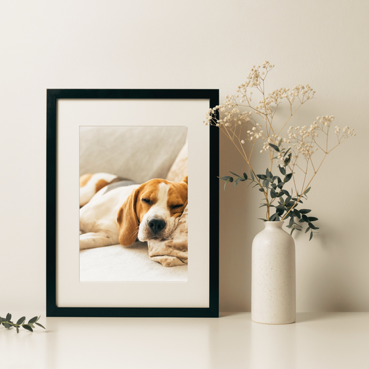 Remote Reiki Healing Session for Pets: Enhance Your Pet's Well-Being